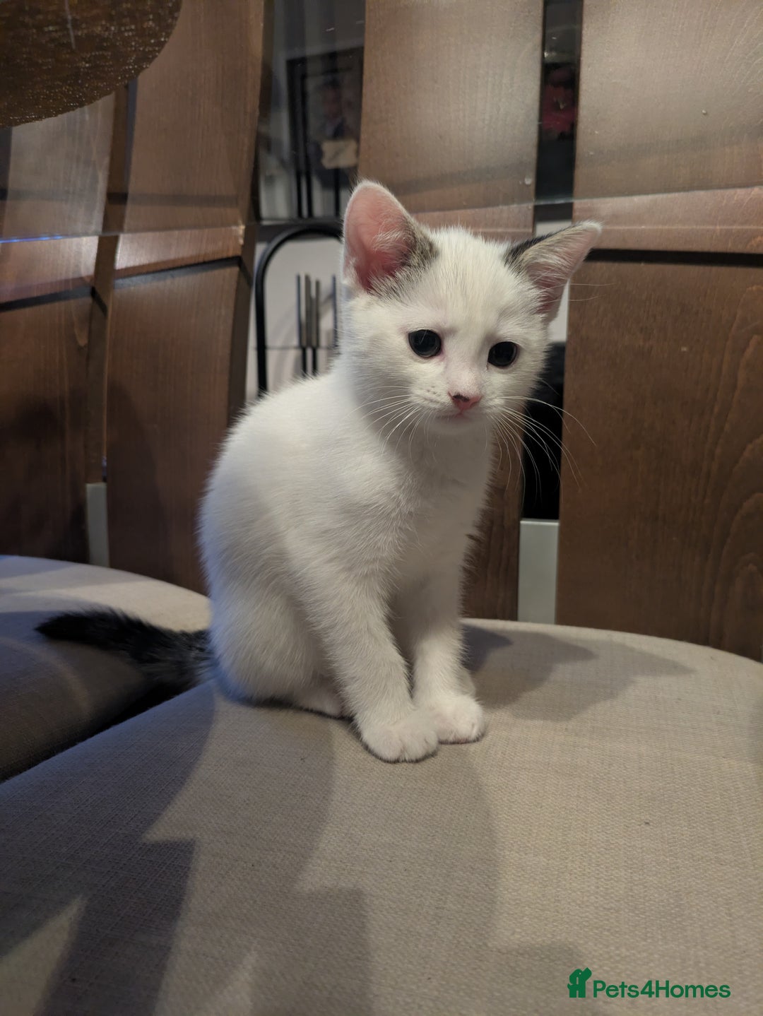 Mixed Breed cats for sale: Beautiful kitten  - Advert 3