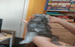 Maine Coon cats for sale: Shaded and Shell Maine Coon kittens - Image 20