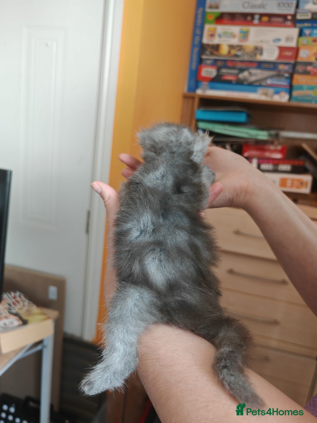 Maine Coon cats for sale: Shaded and Shell Maine Coon kittens - Image 20