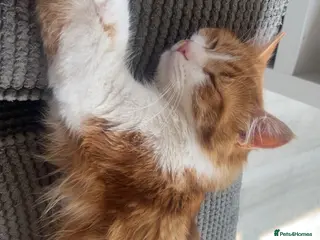 Mixed Breed cats Half Maine coon kittens calico - Advert 1