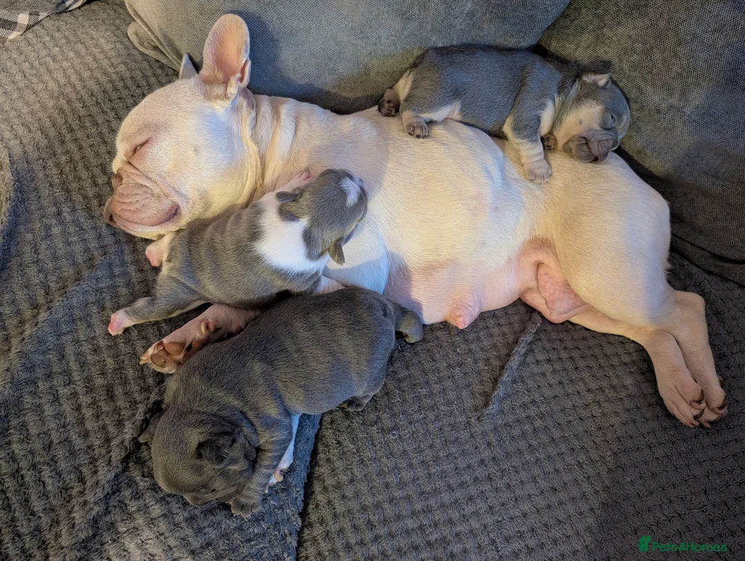 French Bulldog dogs for sale: French bulldog pups - Advert 4