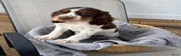 Cocker Spaniel dogs for sale: Cocker spaniel puppy  - Advert 4