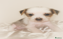 Chinese Crested dogs for sale: Pure Chinese crested puppies - Image 5