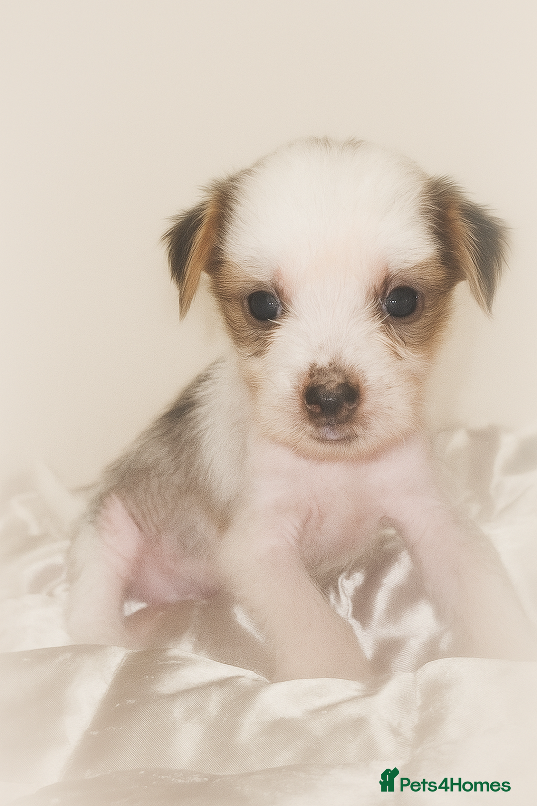 Chinese Crested dogs for sale: Pure Chinese crested puppies - Image 5