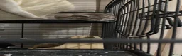 Chinchilla rodents for sale: Rehome  in Preston - Advert 2
