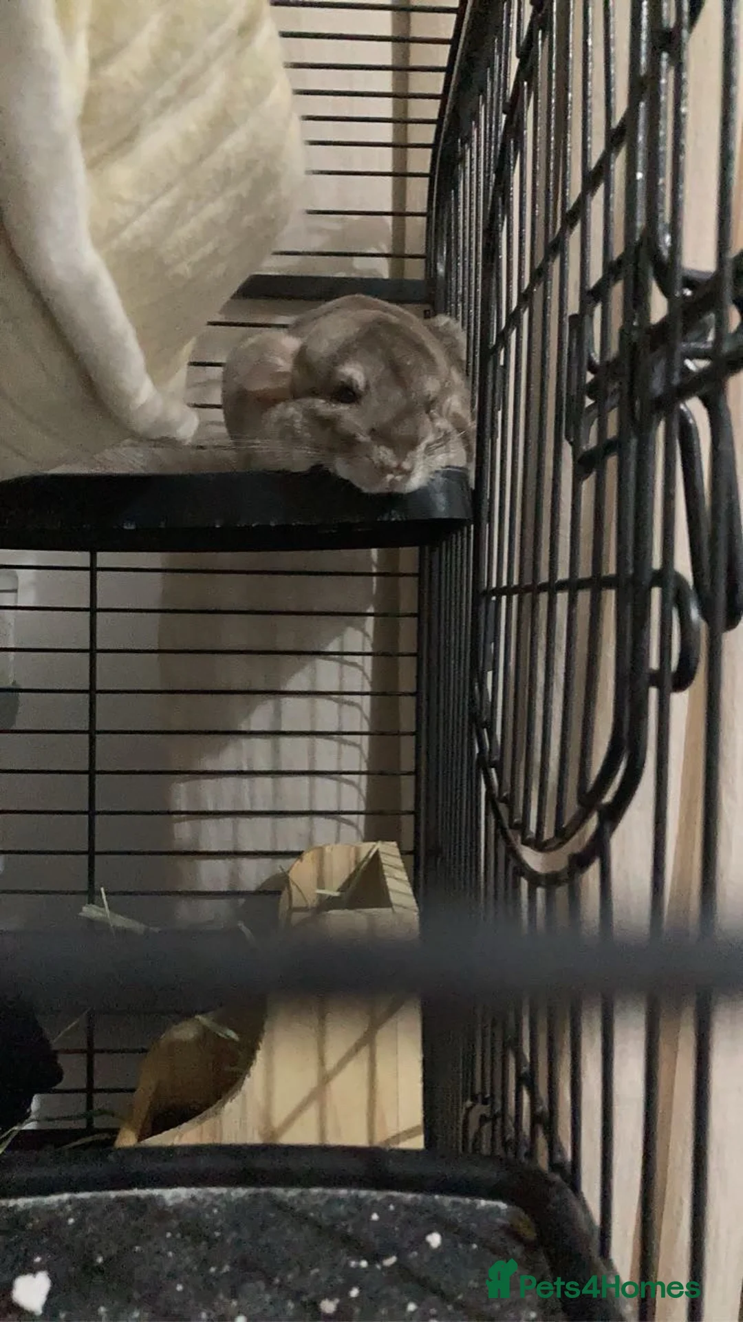 Chinchilla rodents for sale: Rehome  in Preston - Advert 2
