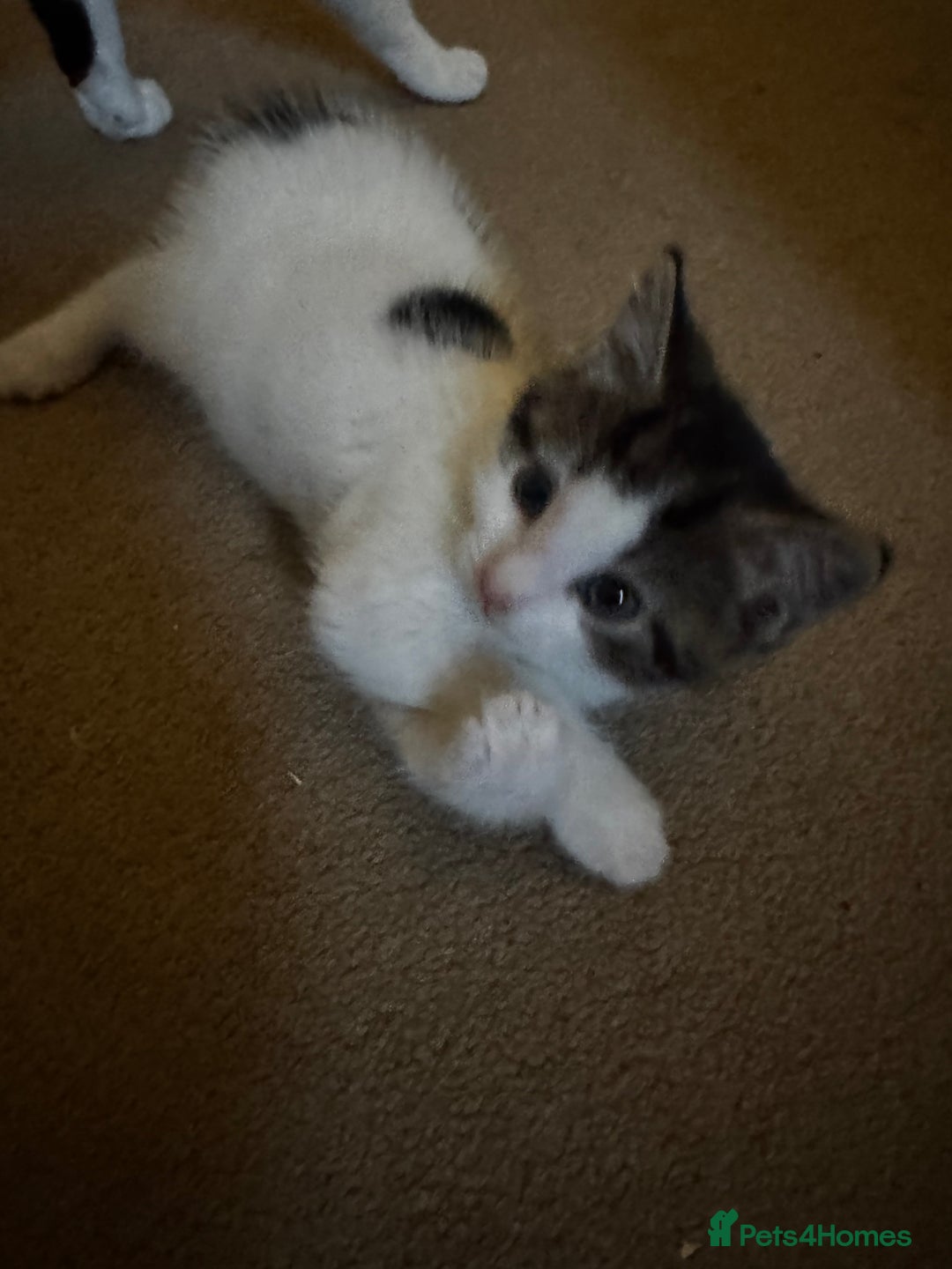 Domestic Shorthair cats for sale: 2 beautiful boy kittens  - Image 22