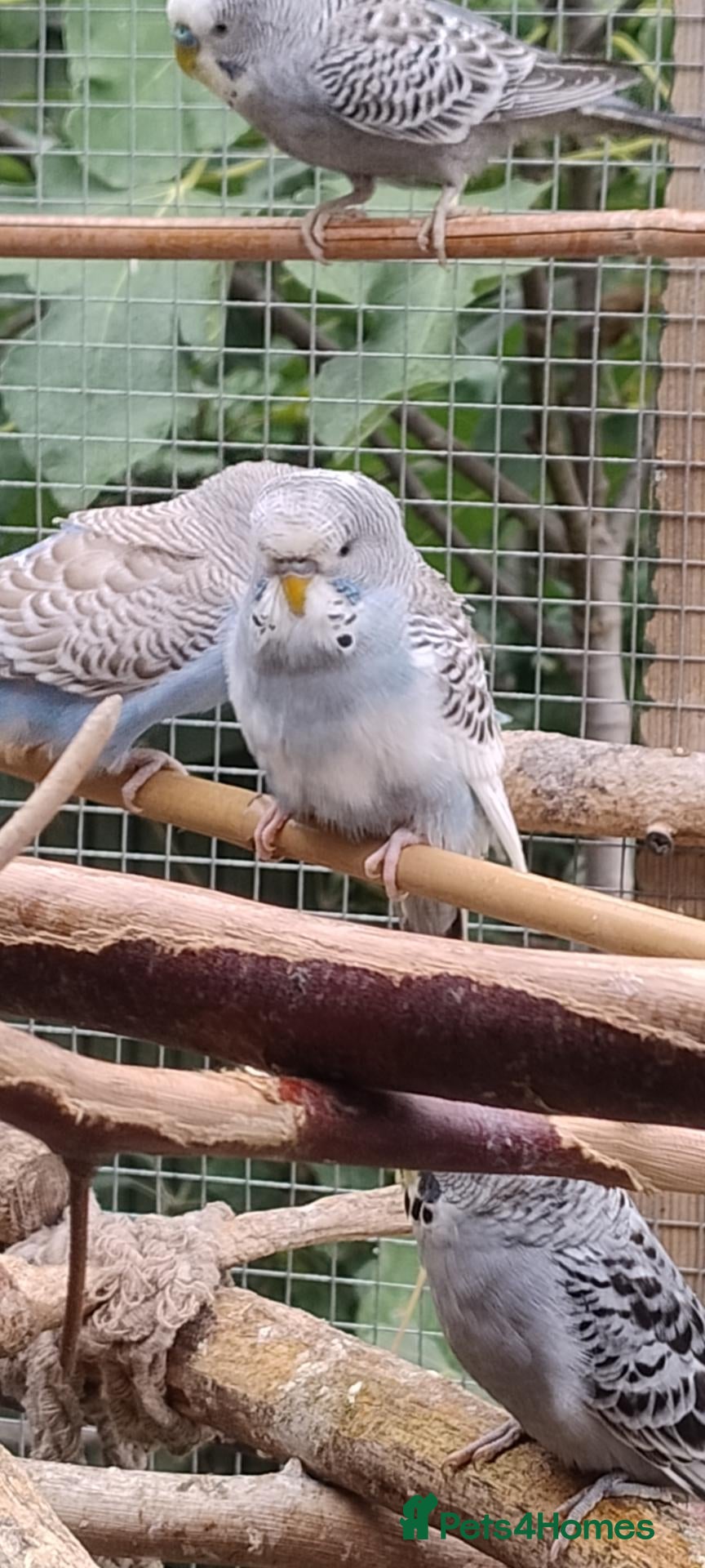 Budgerigars birds Baby budgies, easily tamed. Mixed colours - Advert 18