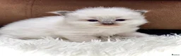 Ragdoll cats for sale: GCCF registered Ragdoll kittens - Advert 5
