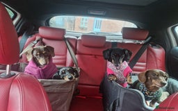 Dachshund dogs for adoption: 💖🐶 ROBIN AND MOCHI 🐶💖 - Advert 5