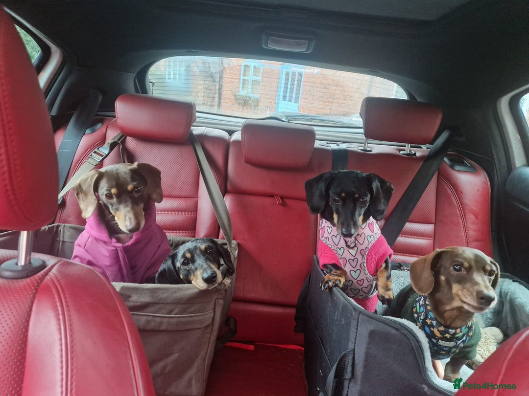Dachshund dogs for adoption: 💖🐶 ROBIN AND MOCHI 🐶💖 - Advert 5