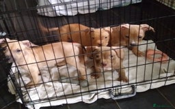 Mixed Breed dogs for sale: 4 beautiful pocket bully/mixed - Image 5