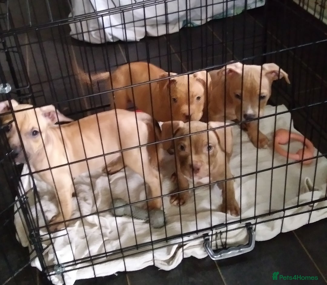 Mixed Breed dogs for sale: 4 beautiful pocket bully/mixed - Image 5