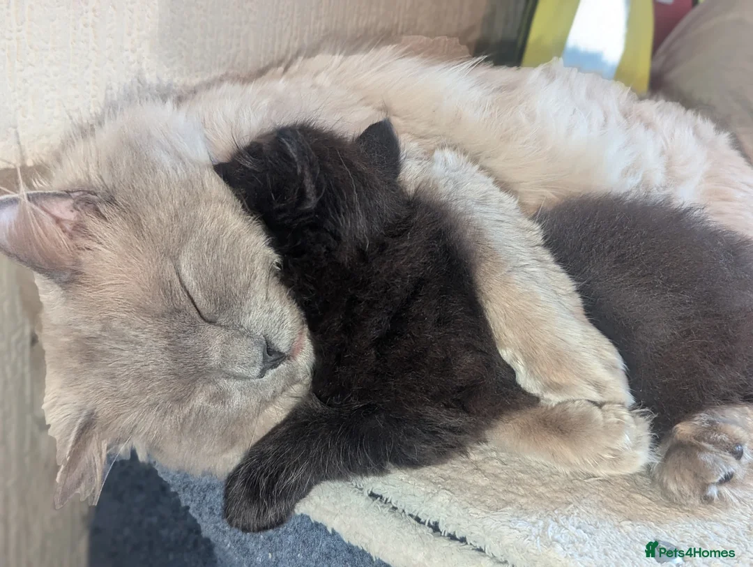 Ragcoon cats for sale: Ragdoll x maine coon kittens -bl&w boy & grey girl - Advert 2