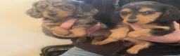 Miniature Dachshund dogs for sale: Lovely Mini Dachshunds in Treharris - Advert 4
