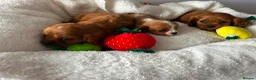 Cavalier King Charles Spaniel dogs for sale: King Charles cavalier spaniel puppies - Advert 1