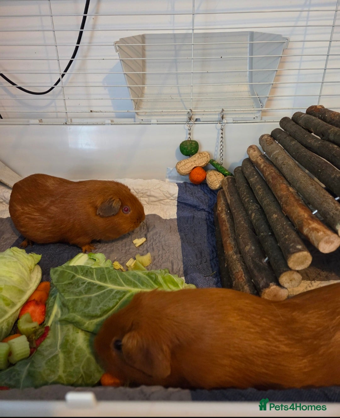 Guinea Pig rodents for sale: Female Guinea pigs - Image 2