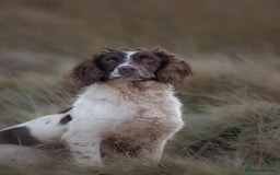 English Springer Spaniel dogs for stud: Field Trial Winner Ribblebrook Rocky @ Stud - Image 3