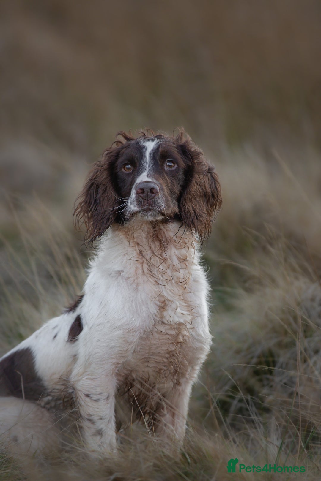 English Springer Spaniel dogs for stud: Field Trial Winner Ribblebrook Rocky @ Stud - Image 3