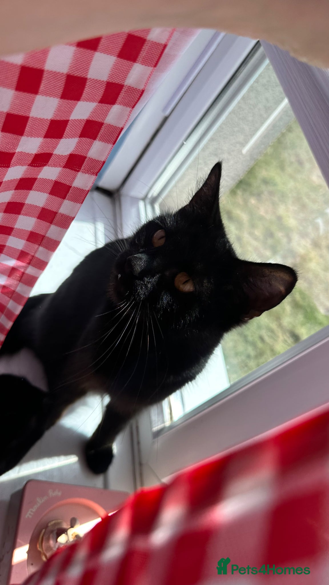 Mixed Breed cats for sale: Ready too leave beautiful kittens 2 temaining - Advert 21