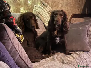 Cocker Spaniel dogs Working Cocker Spaniel Puppies - Advert 6