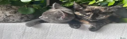 Mixed Breed cats for sale: Sweet sociable kittens - Advert 16