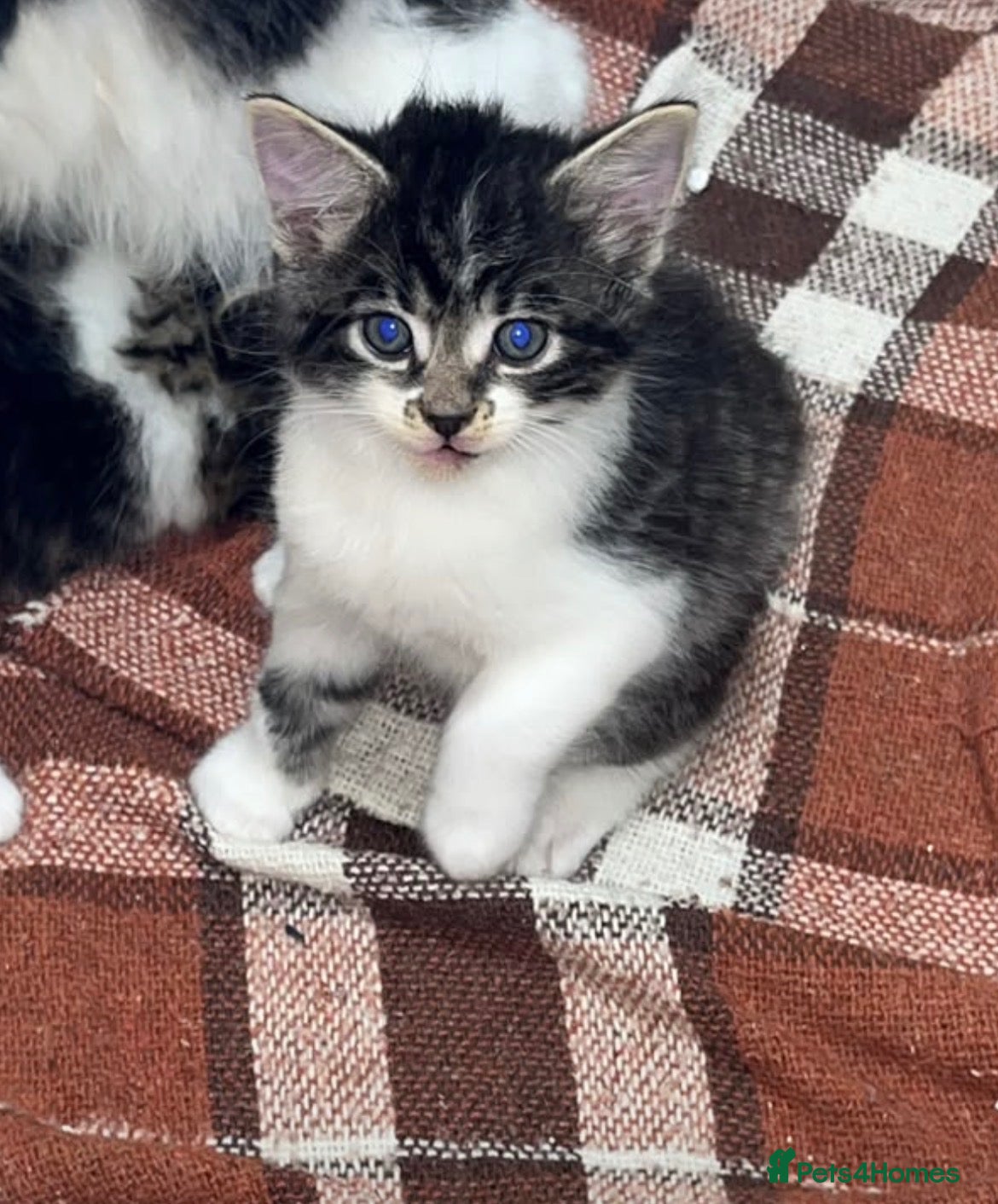 Mixed Breed cats Female Kitten - Advert 1