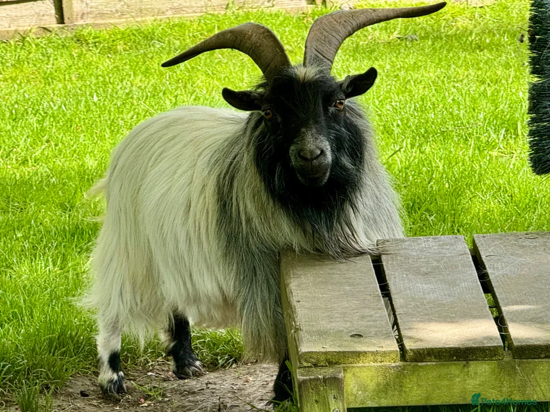 Goats livestock for sale: Pygmy Goat billy - Advert 2