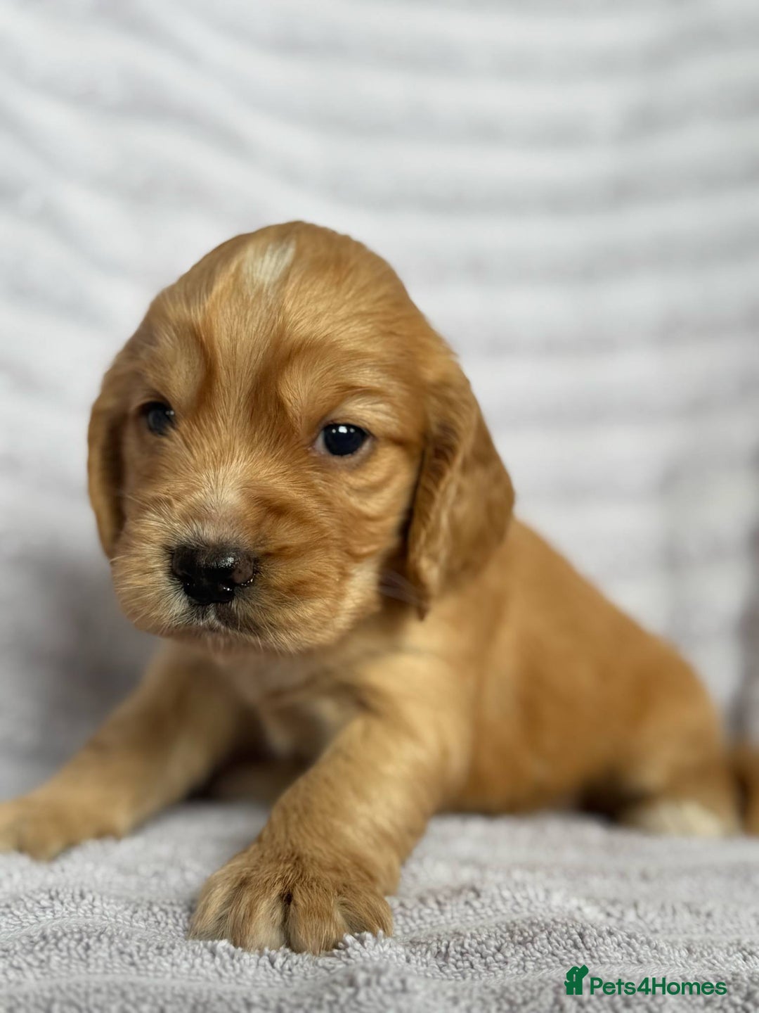 Cocker Spaniel dogs for sale: 4 Adorable working Cocker Spaniel puppies  - Image 2