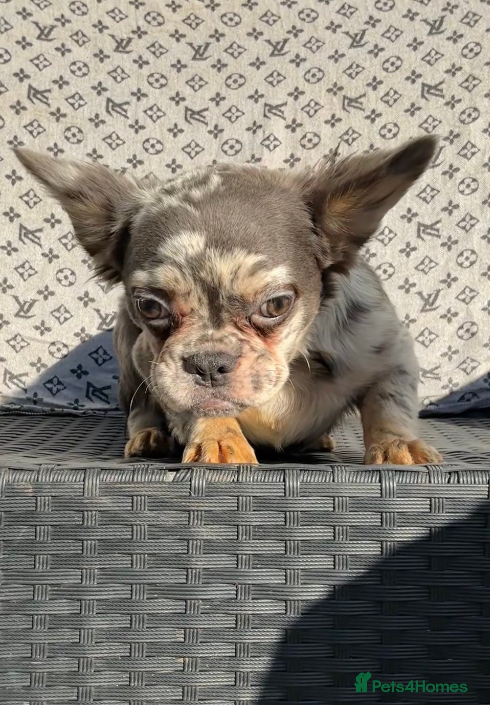 French Bulldog dogs ✨ Enchanted Frenchie Puppies Ready Now! ✨ - Advert 11