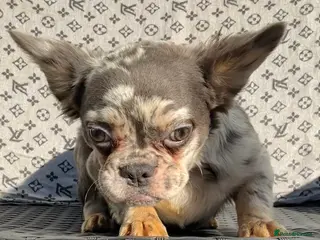 French Bulldog dogs ✨ Enchanted Frenchie Puppies Ready Now! ✨ - Advert 11