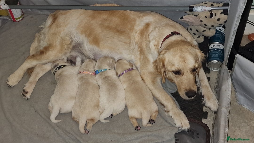 Golden Retriever dogs for sale: KC ADDORABLE CUTE GOLDEN RETRIEVER PUPPIES - Advert 1