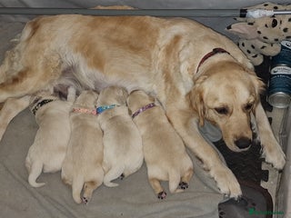 Golden Retriever dogs KC ADDORABLE CUTE GOLDEN RETRIEVER PUPPIES - Advert 1