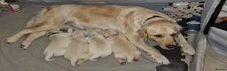 Golden Retriever dogs for sale: KC ADDORABLE CUTE GOLDEN RETRIEVER PUPPIES - Advert 9