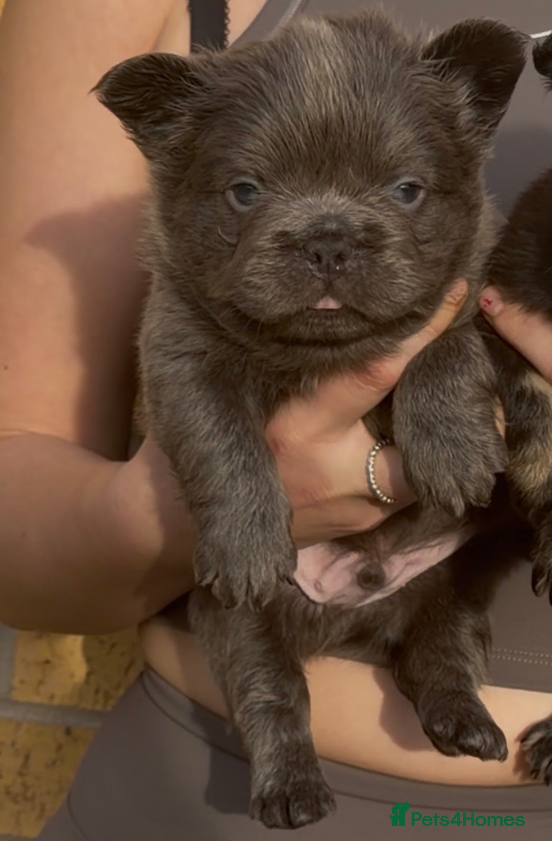 French Bulldog dogs for sale: Fluffy French Bulldog - Advert 3