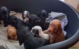Cocker Spaniel dogs for sale: KC reg show cocker spaniel puppies - Image 8