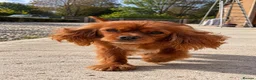 Cava Tzu dogs for sale: Gorgeous Cavatzus – Cavalier × Shih Tzu Puppies - Advert 13