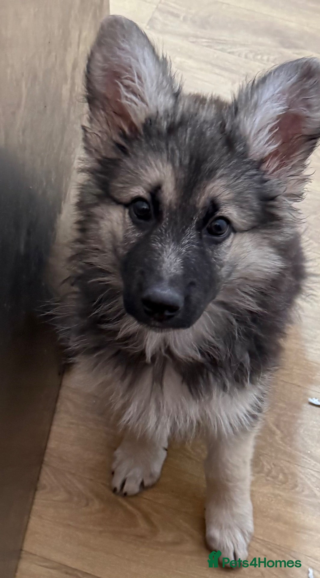 German Shepherd dogs  Last girl reduced kcreg long coat GSD pup  - Advert 2