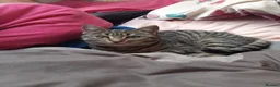 Mixed Breed cats for sale: Gorgeous kittens for sale  - Advert 2