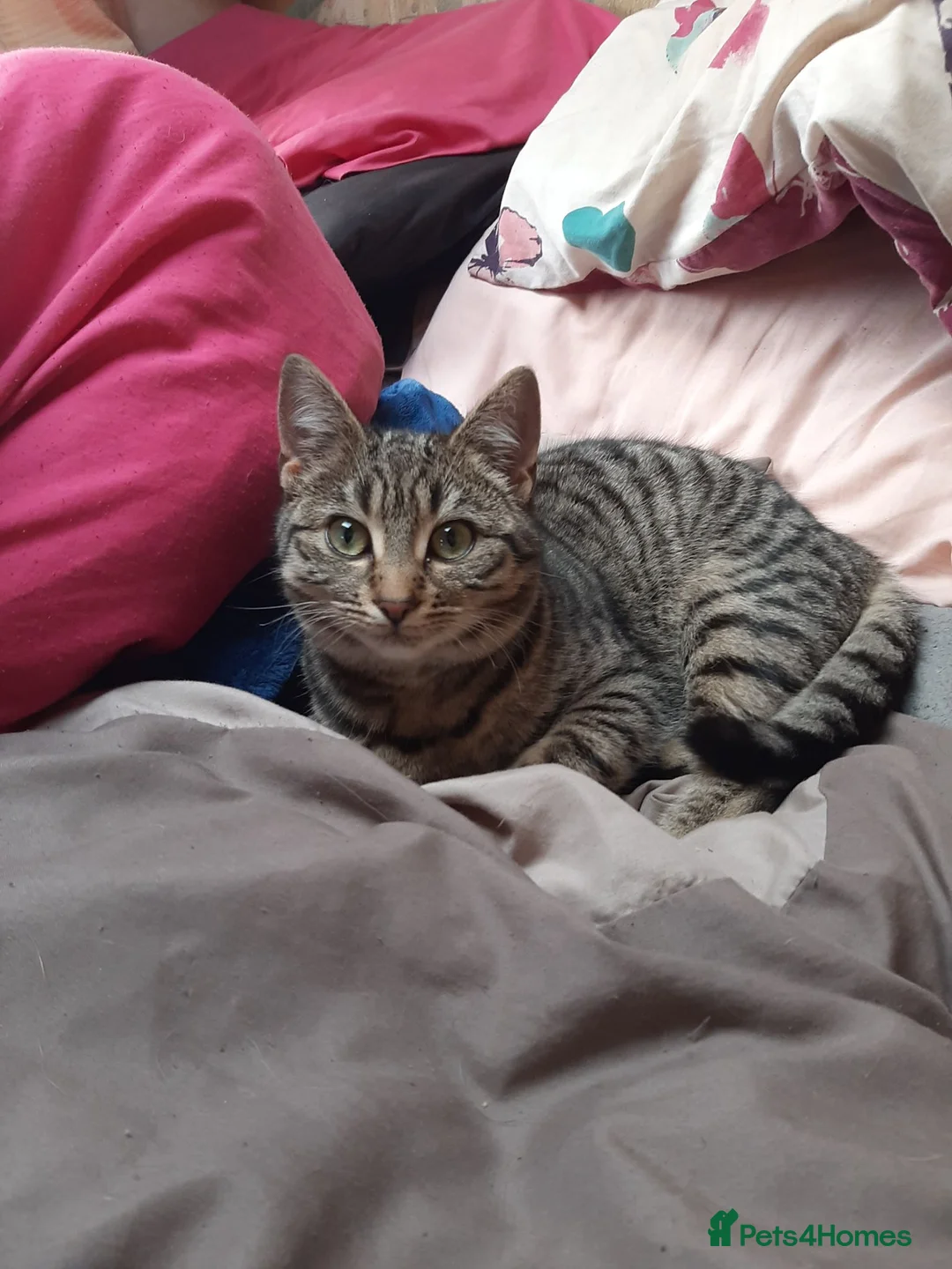 Mixed Breed cats for sale: Gorgeous kittens for sale  - Advert 2