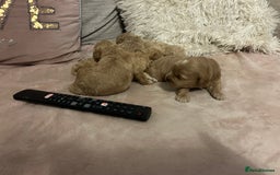 Cavachon dogs for sale: Gorgeous Cavapoochon puppies - Image 6