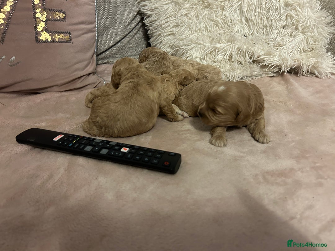 Cavachon dogs for sale: Gorgeous Cavapoochon puppies - Image 6