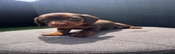 Miniature Dachshund dogs for sale: Miniature dachshund  - Advert 17