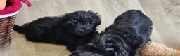 Yorkiepoo dogs for sale:  YORKIEPOOS PUPPIES  FROM LICENSED BREEDER.  - Advert 11