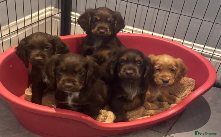 Cocker Spaniel dogs - Advert 3