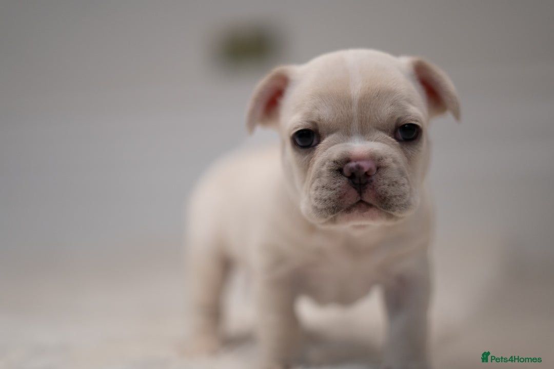 French Bulldog dogs for sale: 2 Male and 2 Female French Bulldogs - Image 12