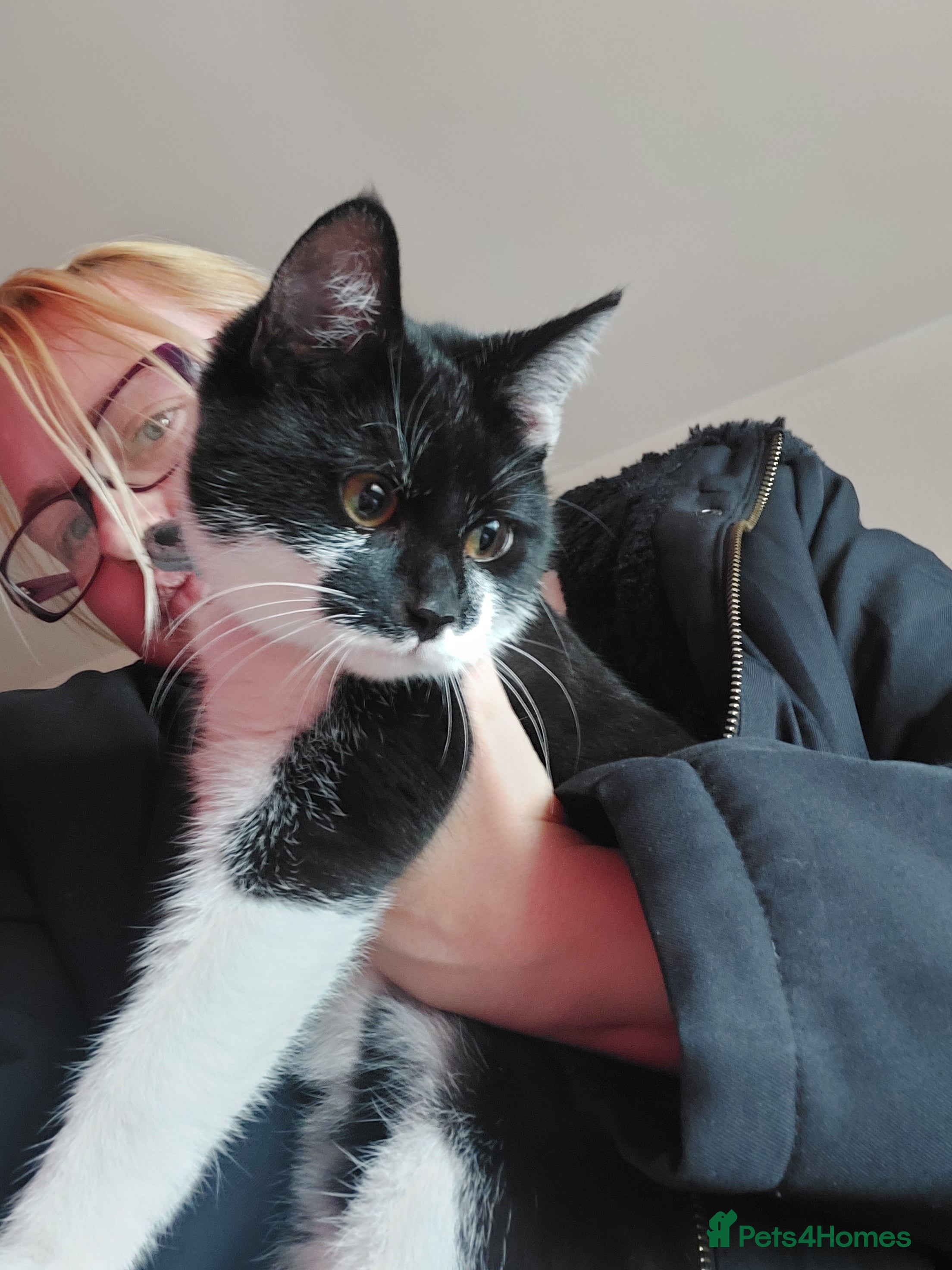 Mixed Breed cats Male kittens looking for a new home ASAP - Advert 15