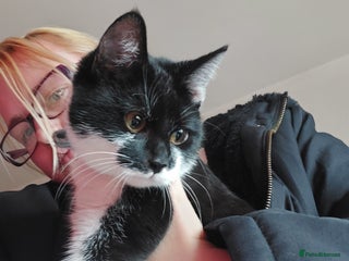 Mixed Breed cats Male kittens looking for a new home ASAP - Advert 15