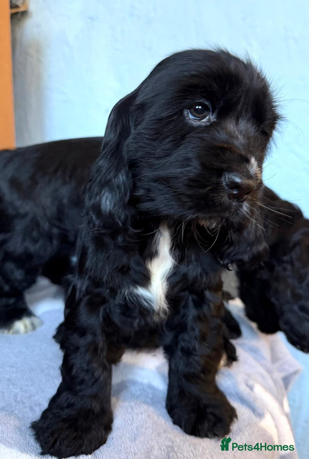 Cocker Spaniel dogs for sale: Show type Cocker Spaniel puppies  - Advert 6