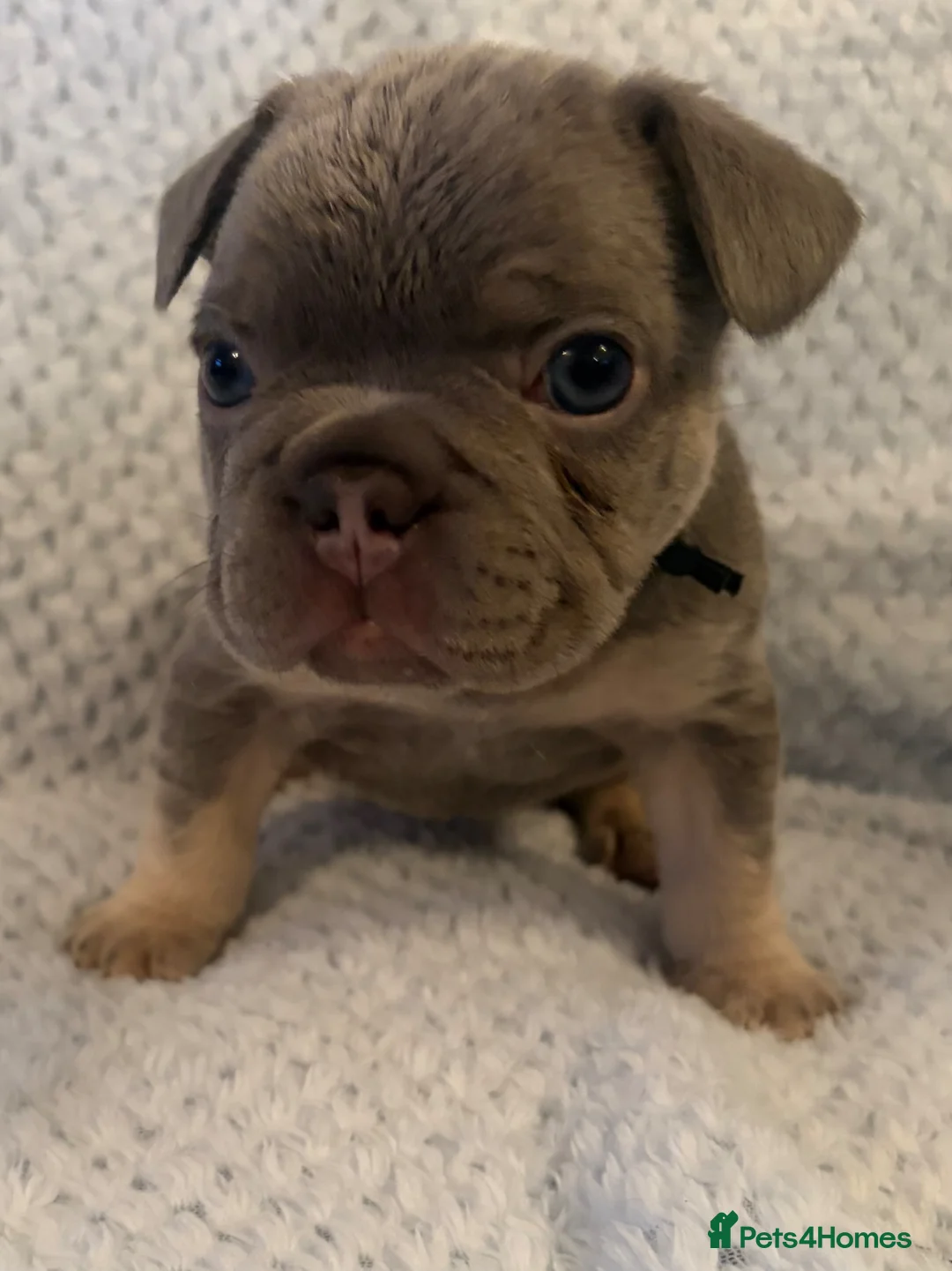 French Bulldog dogs for sale: New shade carriers French bulldog puppies  - Advert 23